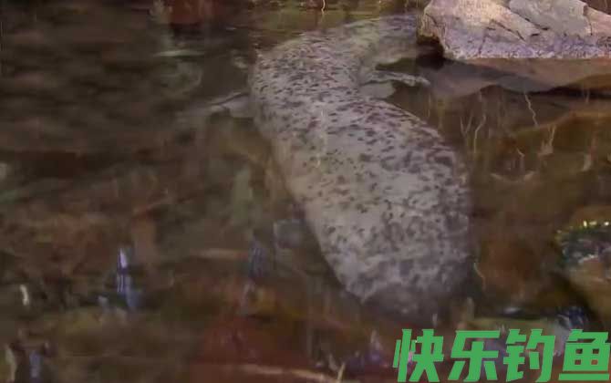 娃娃鱼