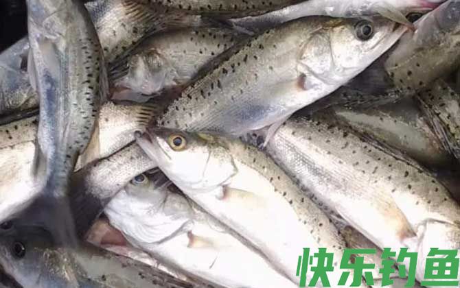 海鲈鱼