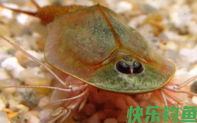 三眼恐龙虾