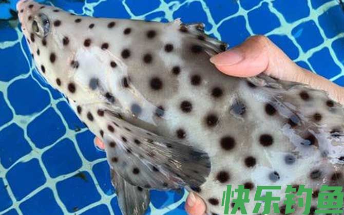 老鼠斑