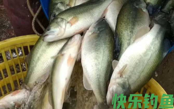 黑鲈