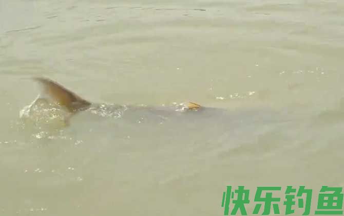 鳡鱼