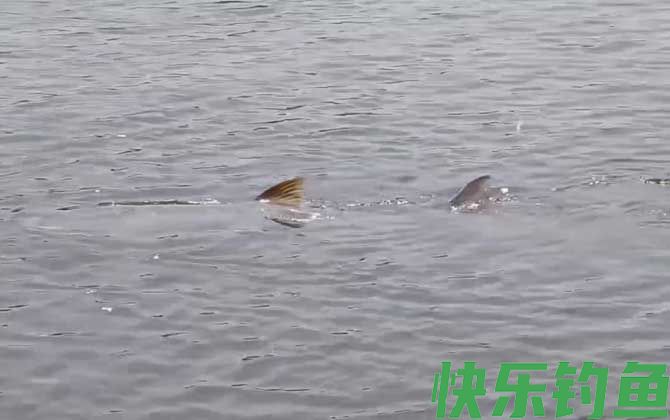 鳡鱼