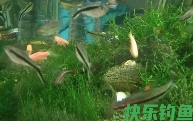 养鱼