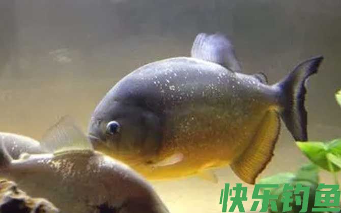 水虎鱼