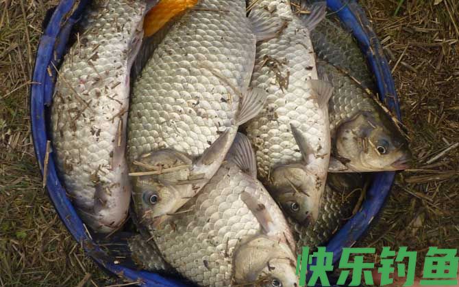 鲫鱼