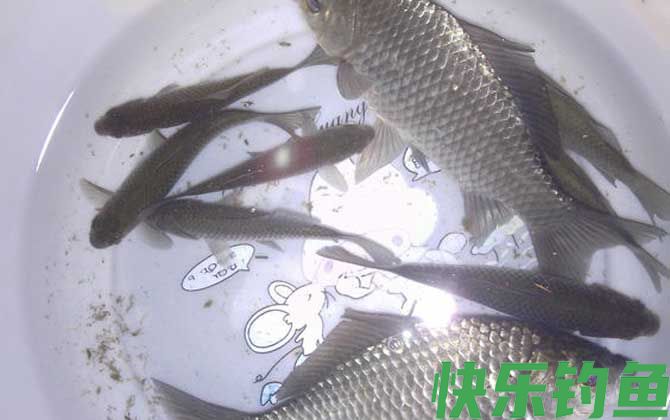 鲫鱼