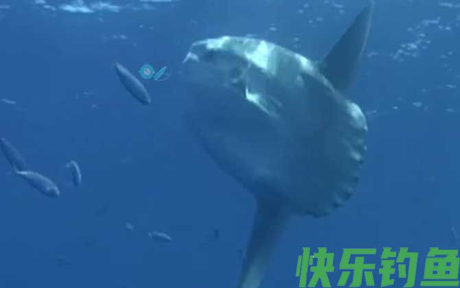 翻车鱼