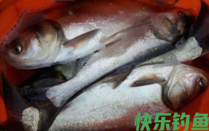 鲢鱼
