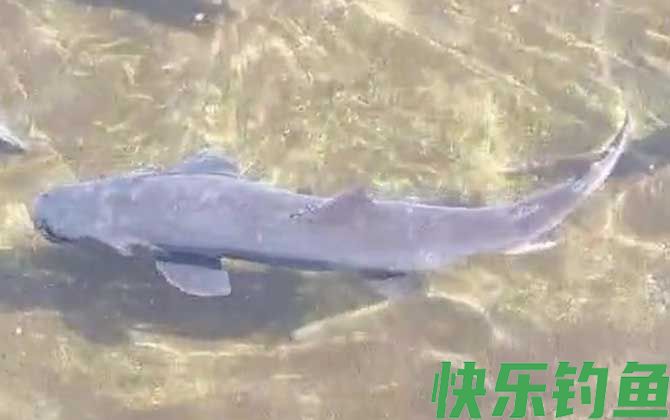 哲罗鲑
