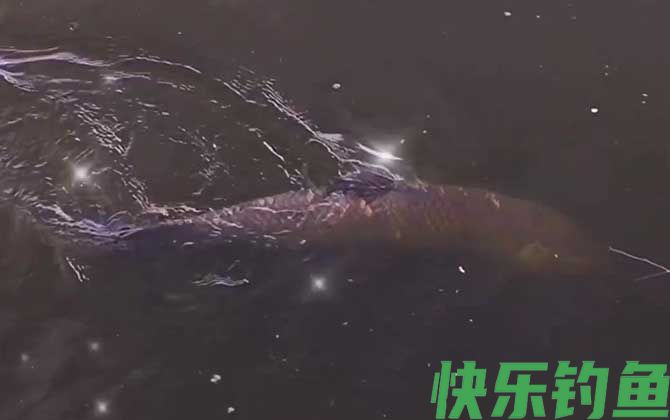 大青鱼
