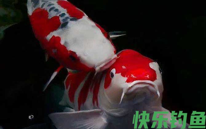 锦鲤