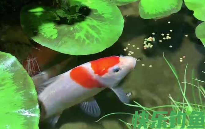锦鲤