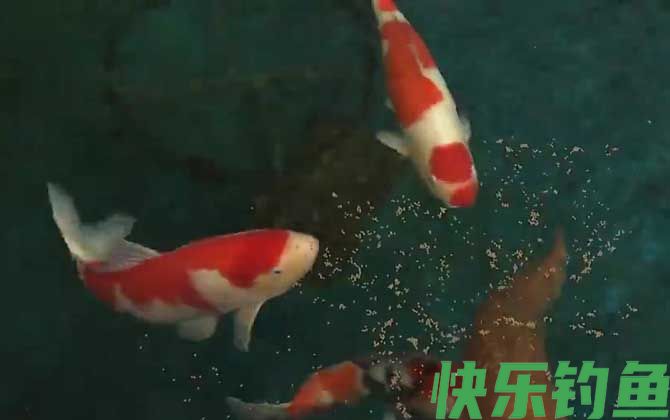 锦鲤
