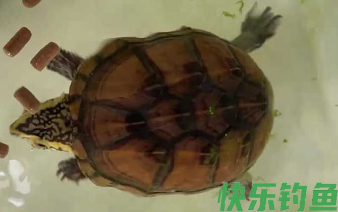 果核蛋龟