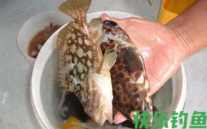 石斑鱼