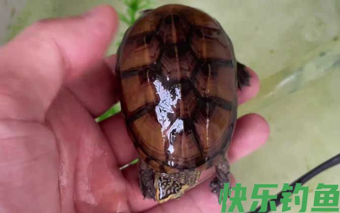 果核蛋龟