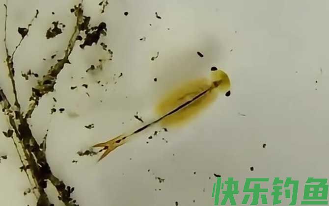 丰年虾