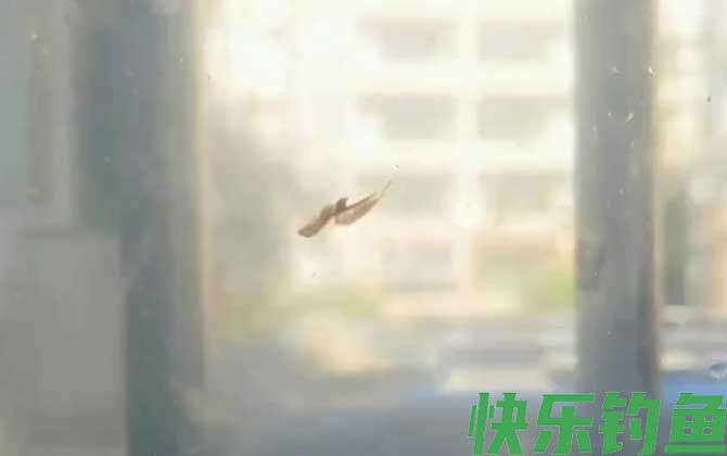 丰年虾