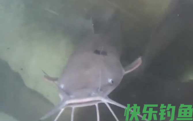 八须鲶鱼