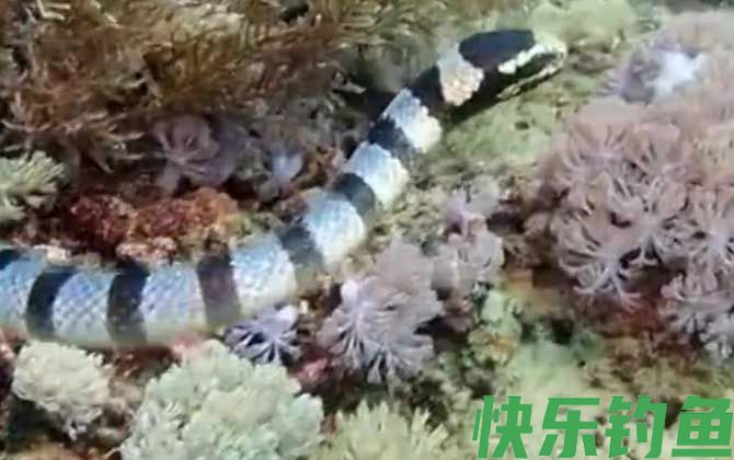 裂颊海蛇