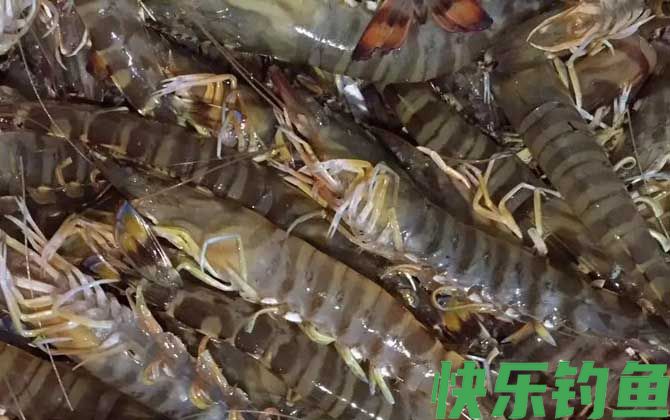 九节虾