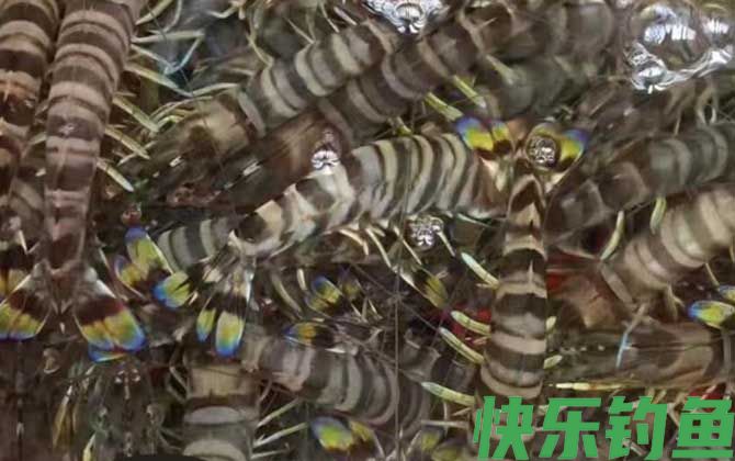 九节虾