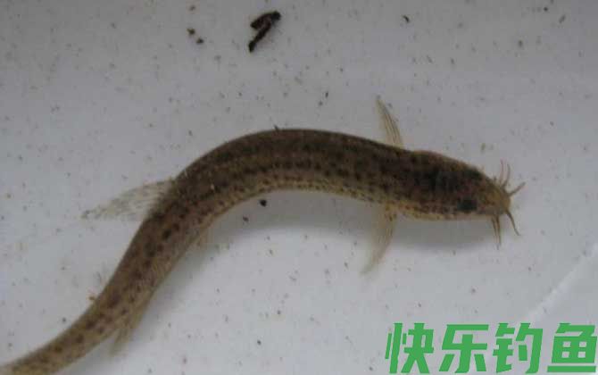 泥鳅养殖