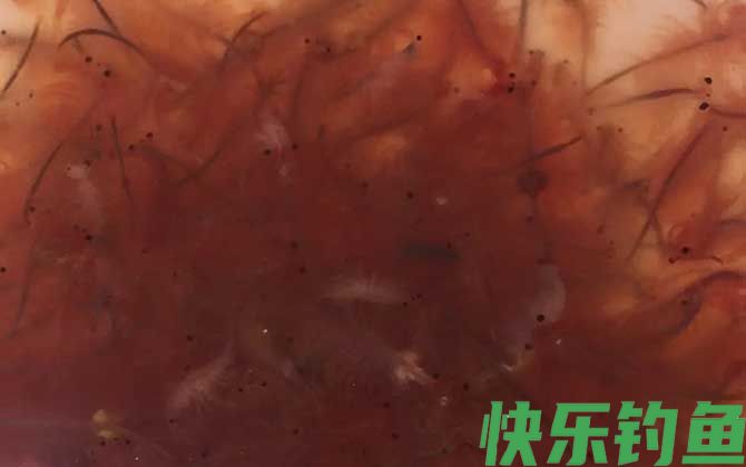 丰年虾
