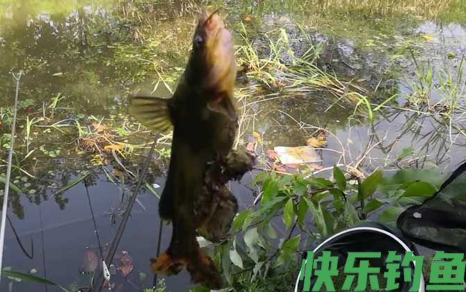 黄颡鱼