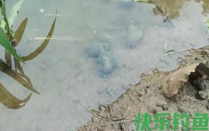 田螺