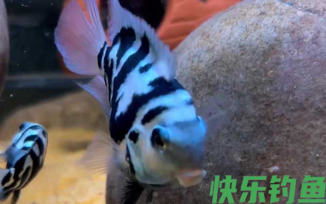 迷你鹦鹉鱼