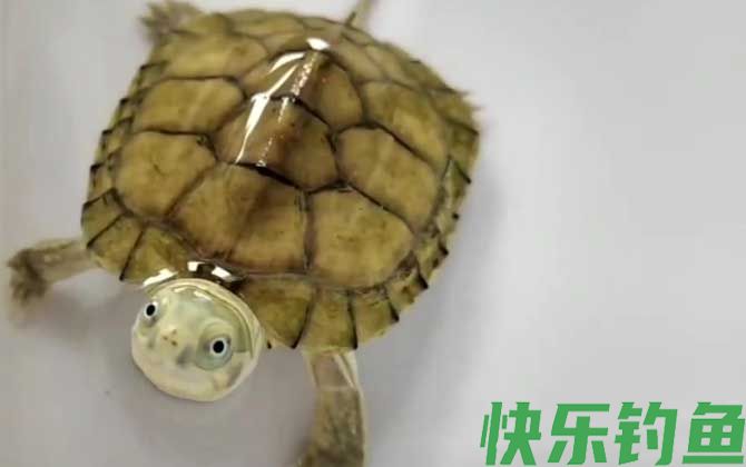 黄喉拟水龟