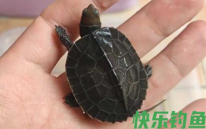 黄喉拟水龟