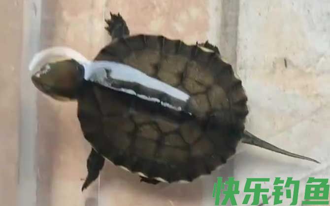 黄喉拟水龟