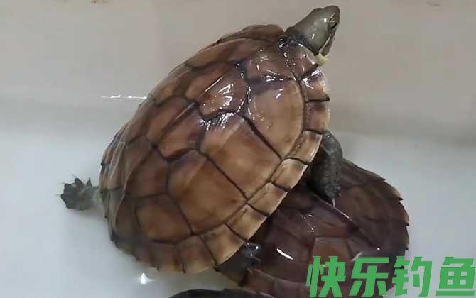黄喉拟水龟