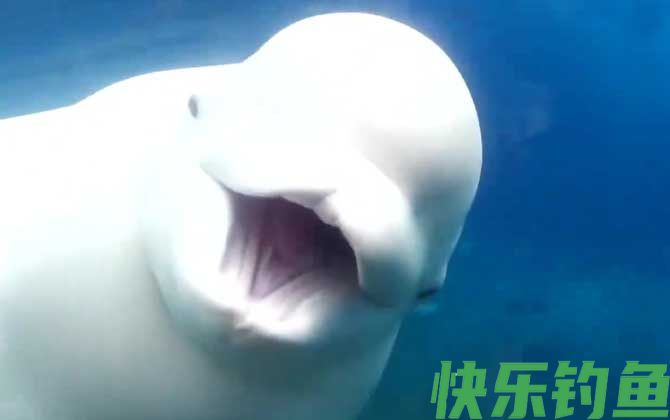 白鲸