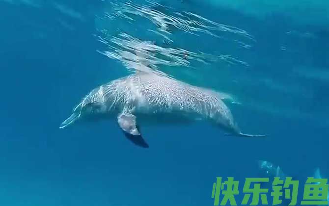 海豚