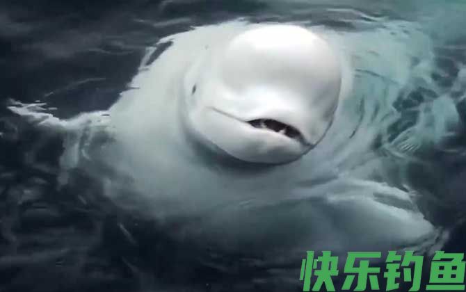 白鲸