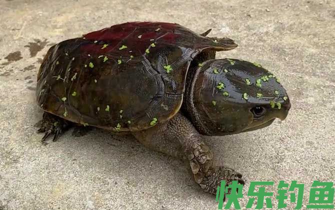 乌龟