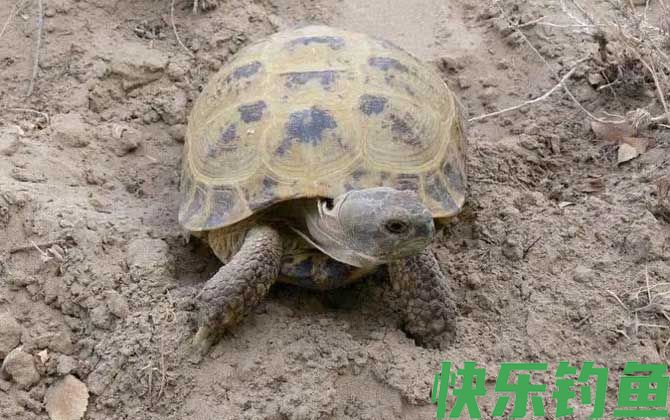 乌龟