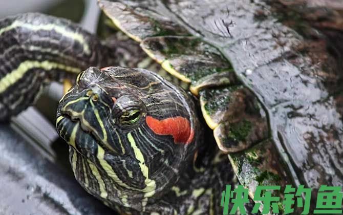 乌龟