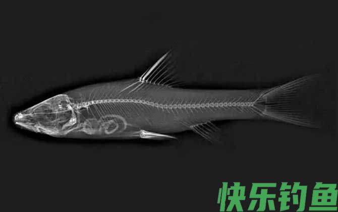 紫色金线鲃