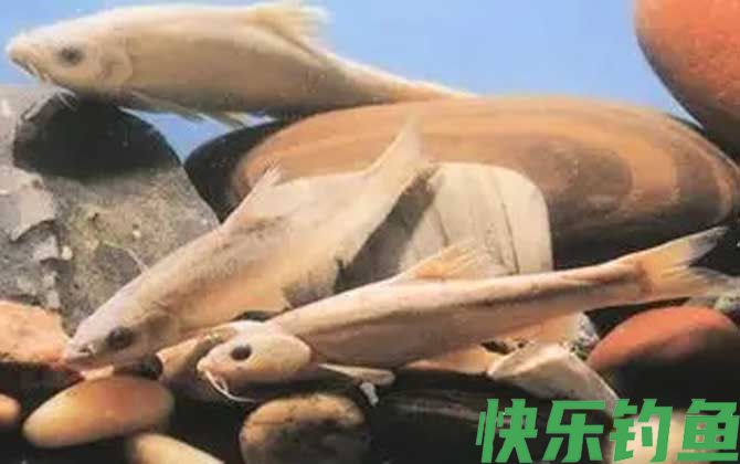 紫色金线鲃