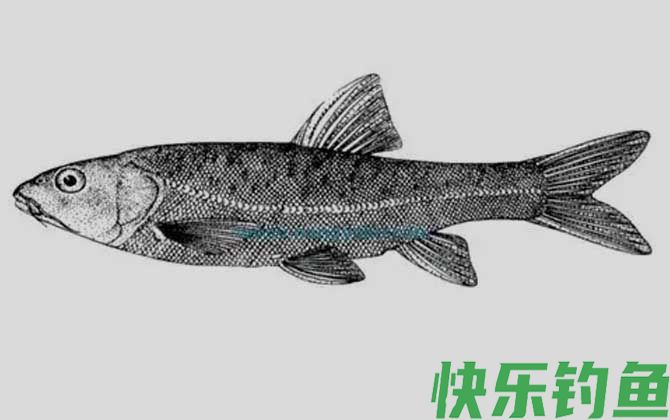 紫色金线鲃
