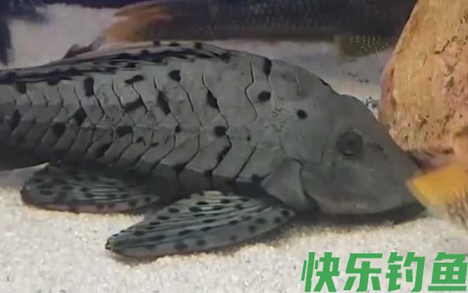 清道夫鱼