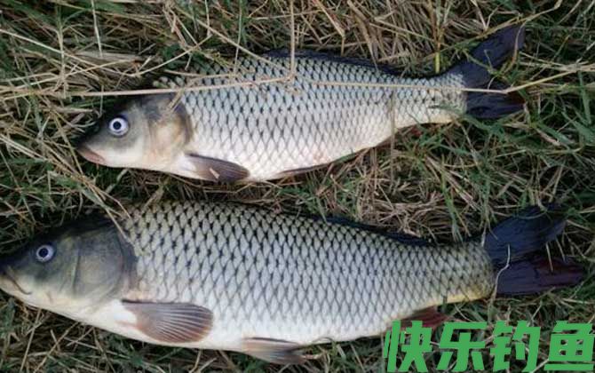 鲤鱼
