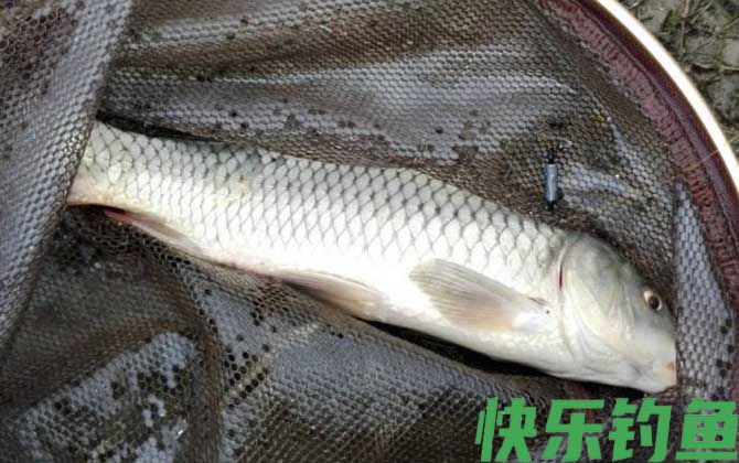 鲤鱼
