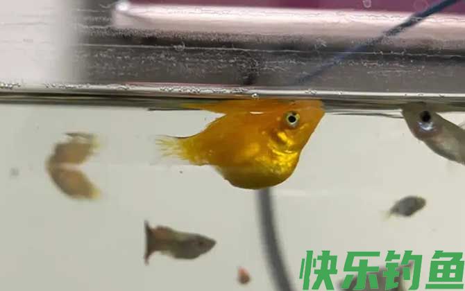 玛丽鱼