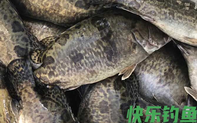 鳜鱼